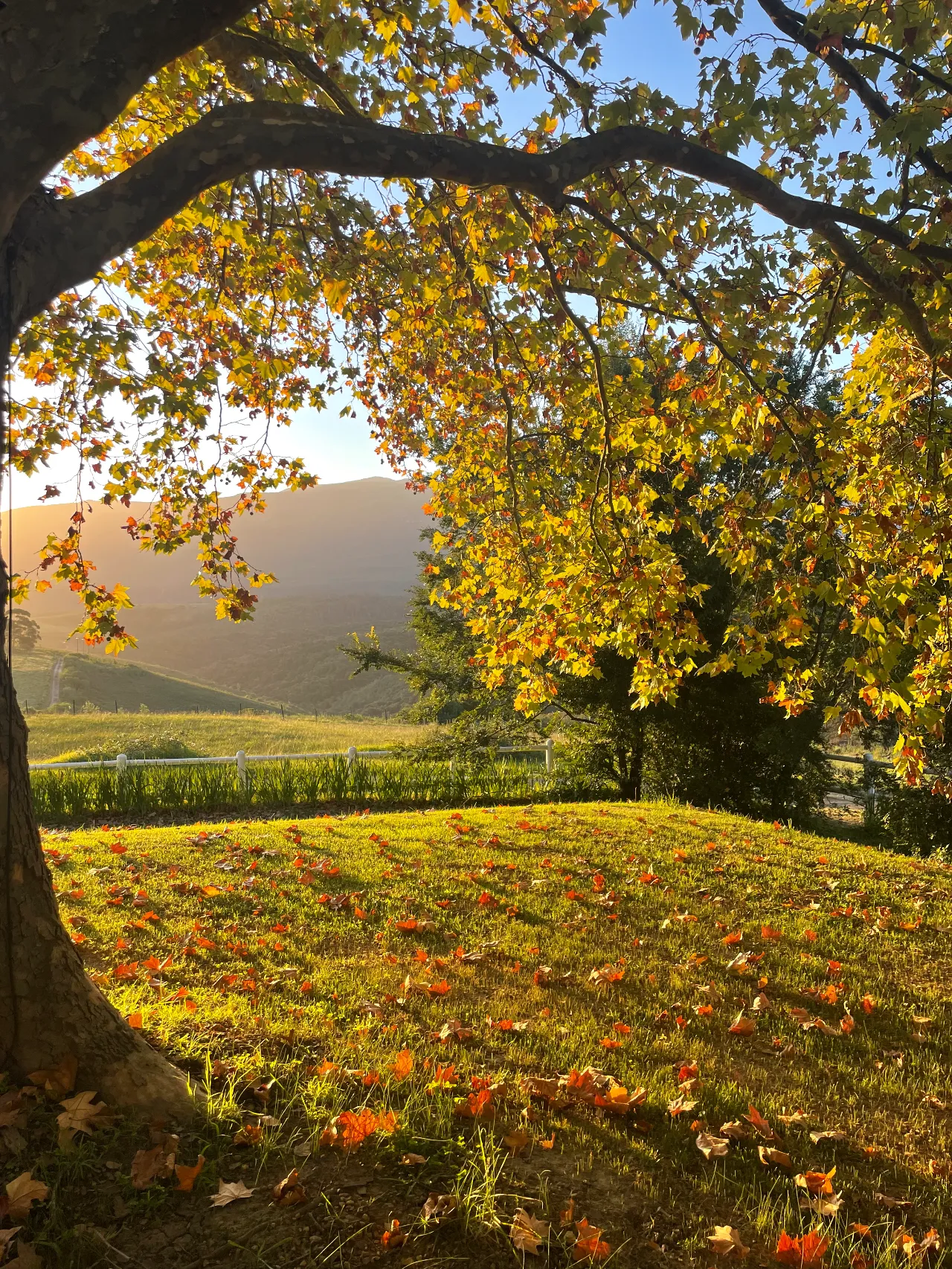 Honeywood Farm - Honey Trees